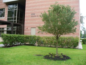 Alex's Tree 2     May 11, 2009